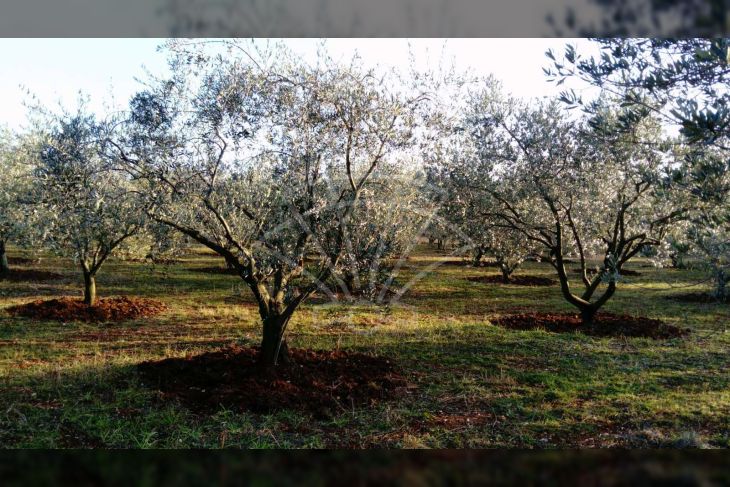 Poljoprivredno zemljište, Prodaja, Poreč, Vrvari Poljoprivredno zemljište, Prodaja, Poreč, Vrvari