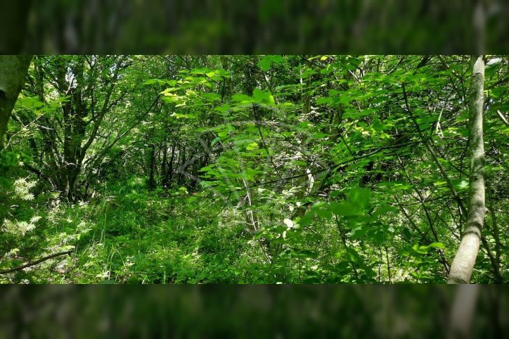 Građevinsko zemljište, Prodaja, Kostrena, Vrh Martinšćice Građevinsko zemljište, Prodaja, Kostrena, Vrh Martinšćice