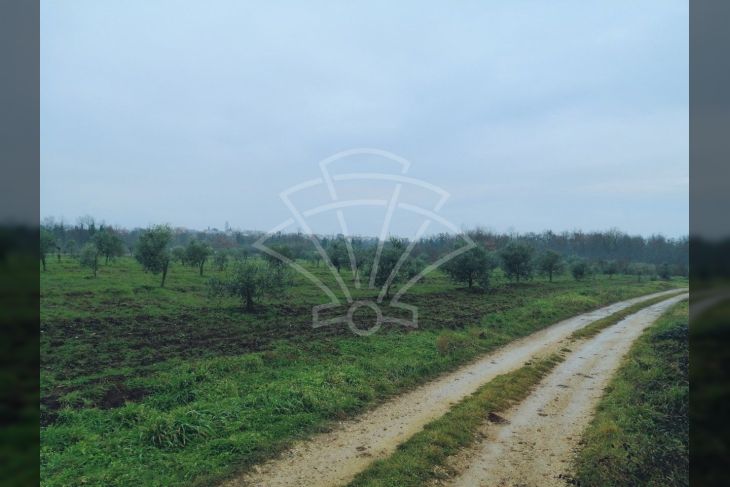 Poljoprivredno zemljište, Prodaja, Tar-Vabriga, Tar Poljoprivredno zemljište, Prodaja, Tar-Vabriga, Tar