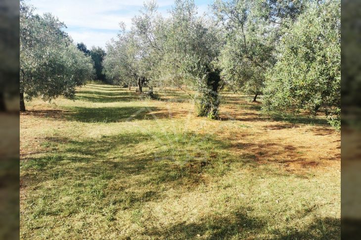 Poljoprivredno zemljište, Prodaja, Marčana, Peruški Poljoprivredno zemljište, Prodaja, Marčana, Peruški