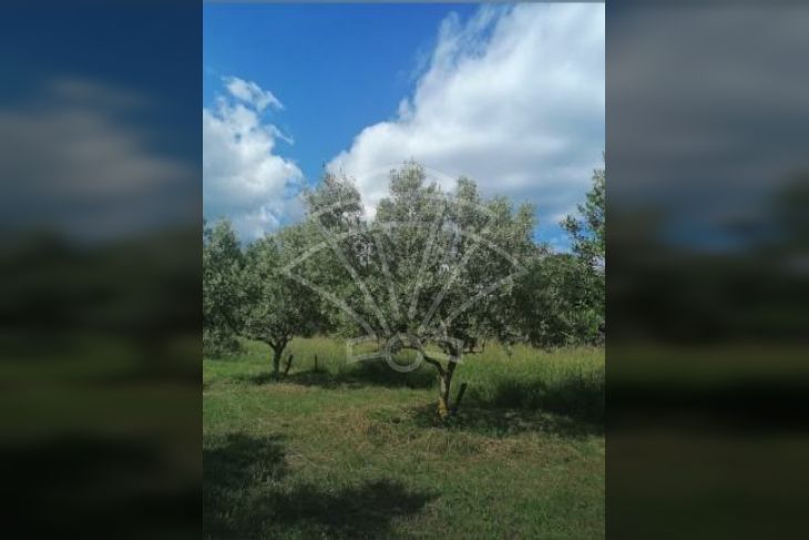 Poljoprivredno zemljište, Prodaja, Medulin, Premantura Poljoprivredno zemljište, Prodaja, Medulin, Premantura