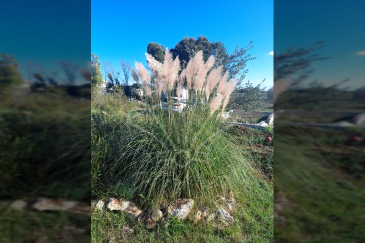 Poljoprivredno zemljište, Prodaja, Ližnjan, Valtura Poljoprivredno zemljište, Prodaja, Ližnjan, Valtura