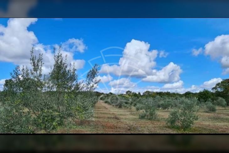 Poljoprivredno zemljište, Prodaja, Vodnjan, Vodnjan Poljoprivredno zemljište, Prodaja, Vodnjan, Vodnjan