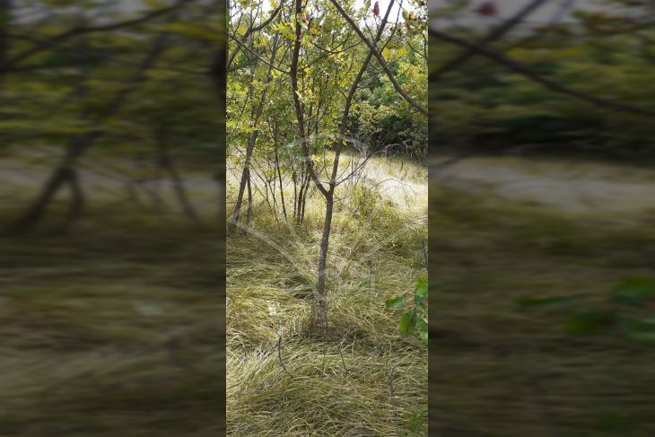 Građevinsko zemljište, Prodaja, Kostrena, Plešići Građevinsko zemljište, Prodaja, Kostrena, Plešići