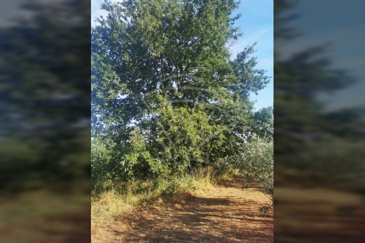 Poljoprivredno zemljište, Prodaja, Marčana, Peruški Poljoprivredno zemljište, Prodaja, Marčana, Peruški