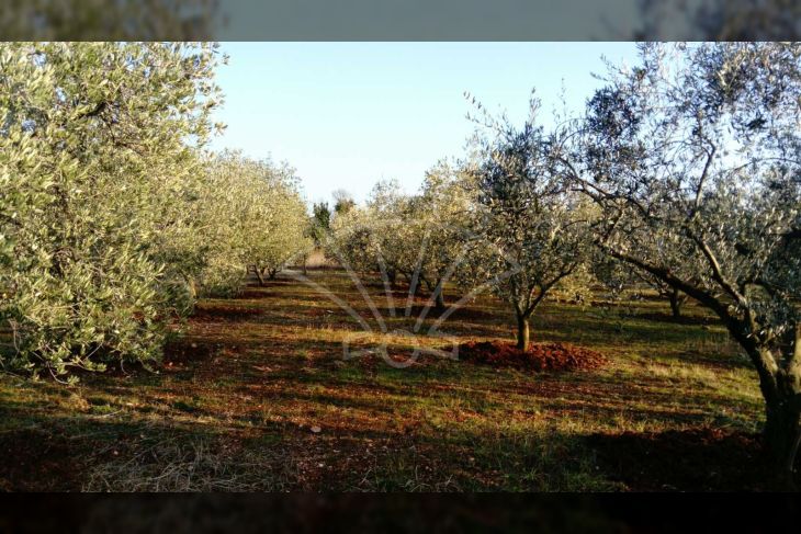 Poljoprivredno zemljište, Prodaja, Poreč, Vrvari Poljoprivredno zemljište, Prodaja, Poreč, Vrvari