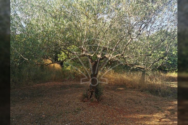 Poljoprivredno zemljište, Prodaja, Marčana, Peruški Poljoprivredno zemljište, Prodaja, Marčana, Peruški