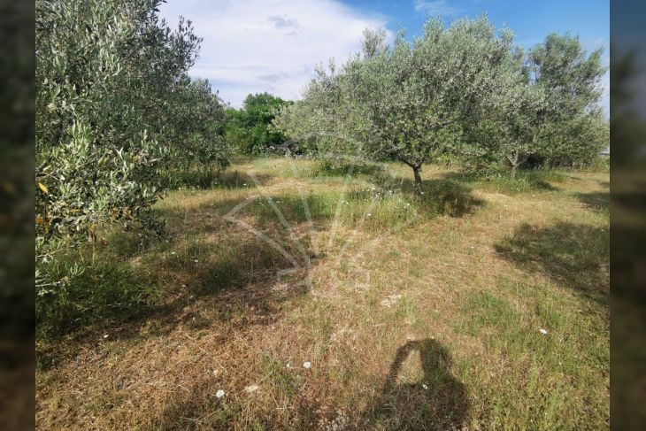 Poljoprivredno zemljište, Prodaja, Vodnjan, Barbariga Poljoprivredno zemljište, Prodaja, Vodnjan, Barbariga