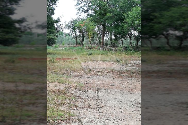 Zemljište - ostalo, Prodaja, Ližnjan, Šišan Zemljište - ostalo, Prodaja, Ližnjan, Šišan