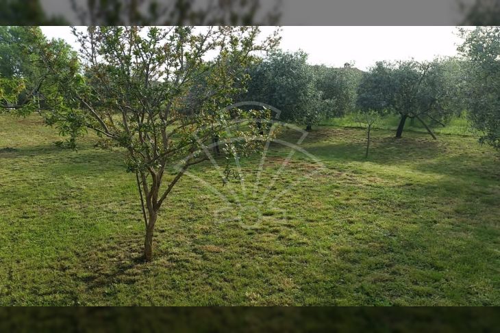 Poljoprivredno zemljište, Prodaja, Fažana, Fažana Poljoprivredno zemljište, Prodaja, Fažana, Fažana