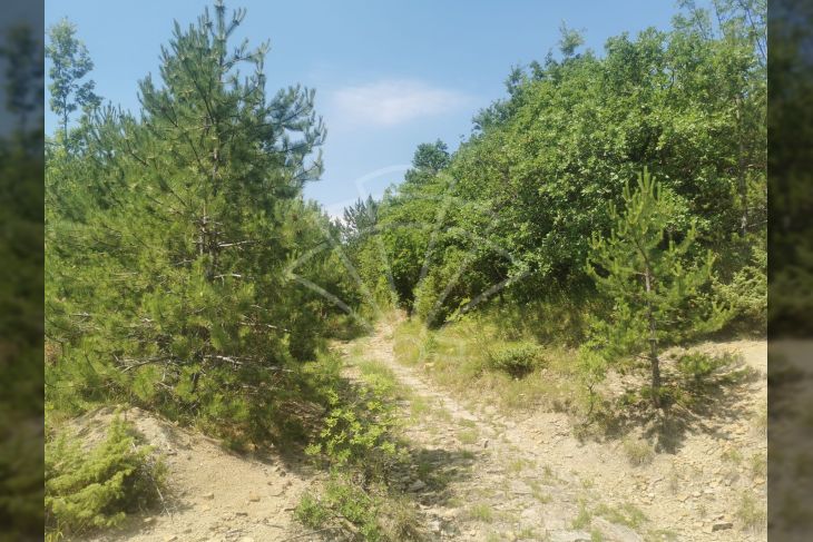 Agricultural plot, Sale, Lupoglav, Lesišćina