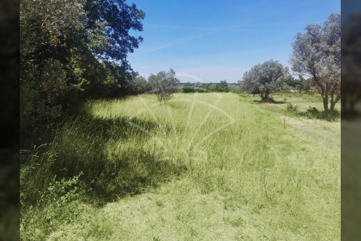 Poljoprivredno zemljište, Prodaja, Vodnjan, Peroj Poljoprivredno zemljište, Prodaja, Vodnjan, Peroj