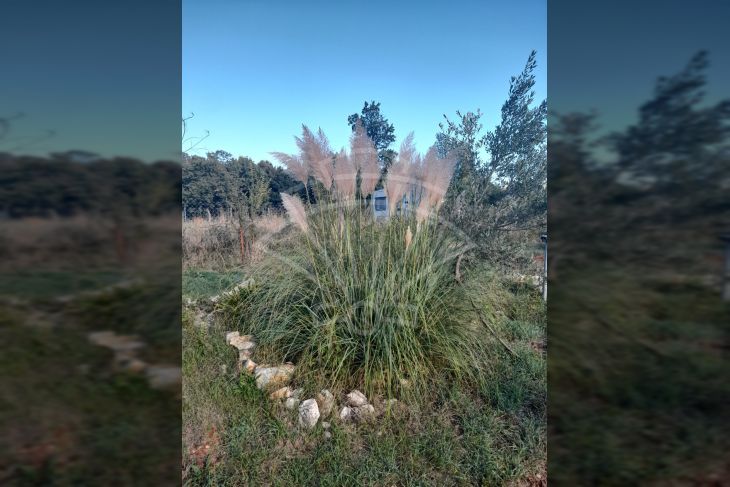 Poljoprivredno zemljište, Prodaja, Ližnjan, Valtura Poljoprivredno zemljište, Prodaja, Ližnjan, Valtura