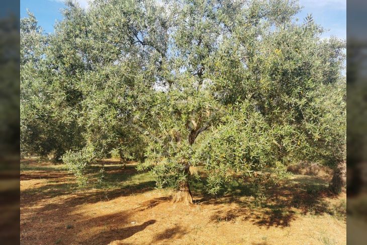 Poljoprivredno zemljište, Prodaja, Marčana, Peruški Poljoprivredno zemljište, Prodaja, Marčana, Peruški