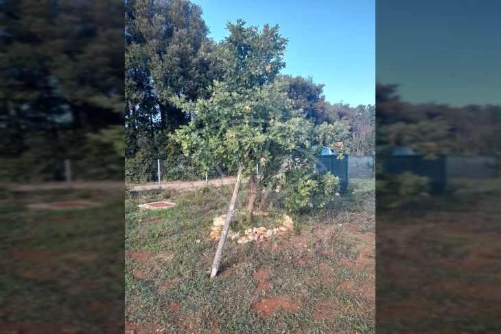Poljoprivredno zemljište, Prodaja, Ližnjan, Valtura Poljoprivredno zemljište, Prodaja, Ližnjan, Valtura