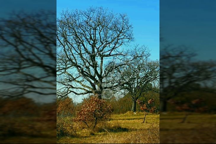 Kamena kuća, Prodaja, Marčana, Krnica Kamena kuća, Prodaja, Marčana, Krnica