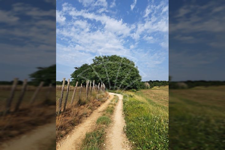 Poljoprivredno zemljište, Prodaja, Poreč, Montižana Poljoprivredno zemljište, Prodaja, Poreč, Montižana