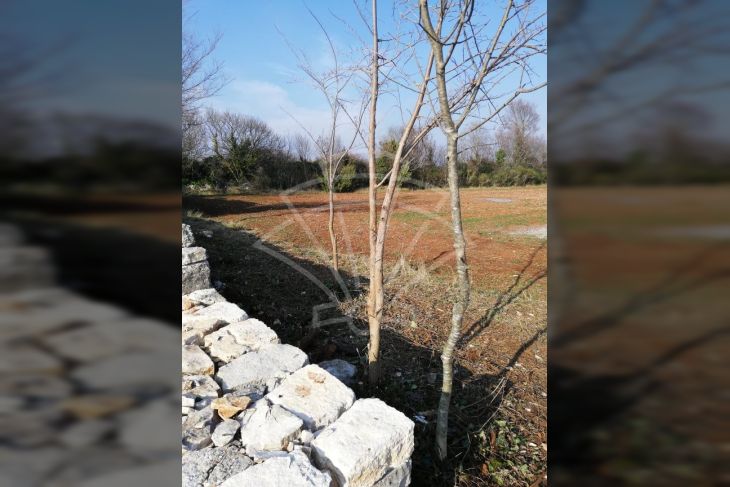 Poljoprivredno zemljište, Prodaja, Vodnjan, Vodnjan Poljoprivredno zemljište, Prodaja, Vodnjan, Vodnjan