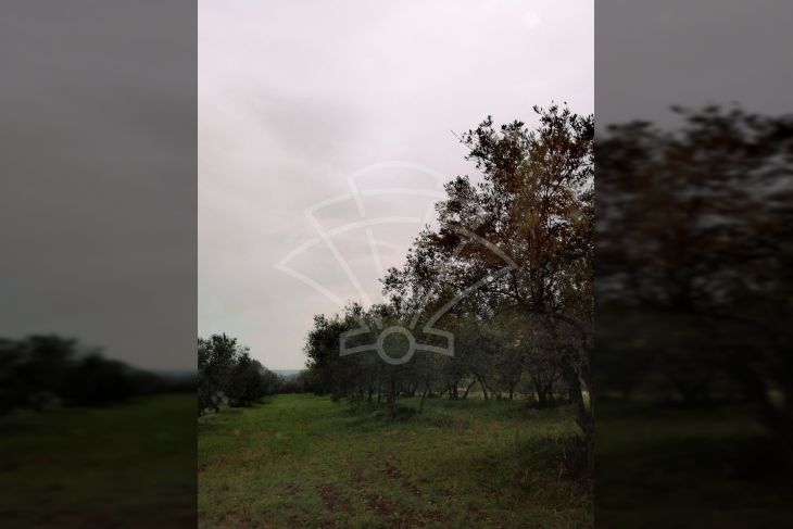 Poljoprivredno zemljište, Prodaja, Tar-Vabriga, Tar Poljoprivredno zemljište, Prodaja, Tar-Vabriga, Tar
