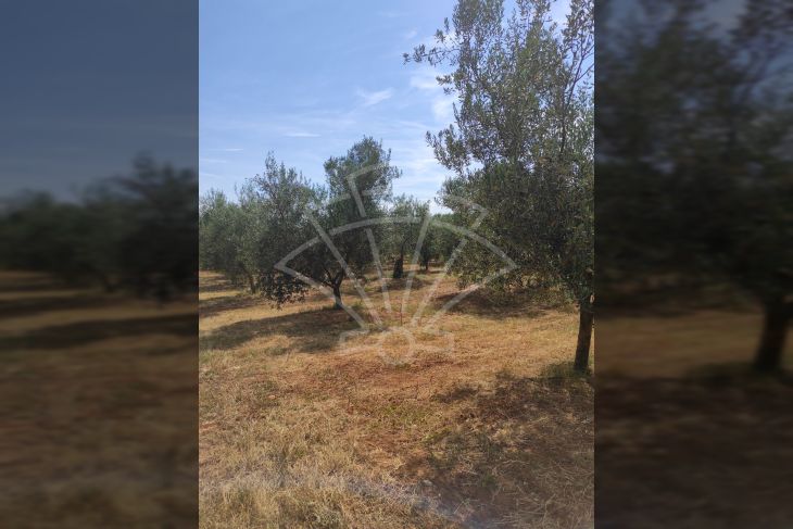 Poljoprivredno zemljište, Prodaja, Rovinj, Rovinj Poljoprivredno zemljište, Prodaja, Rovinj, Rovinj