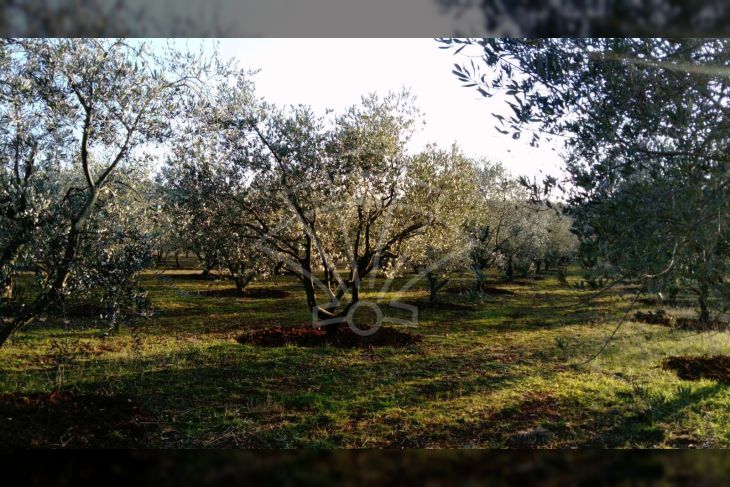 Poljoprivredno zemljište, Prodaja, Poreč, Vrvari Poljoprivredno zemljište, Prodaja, Poreč, Vrvari