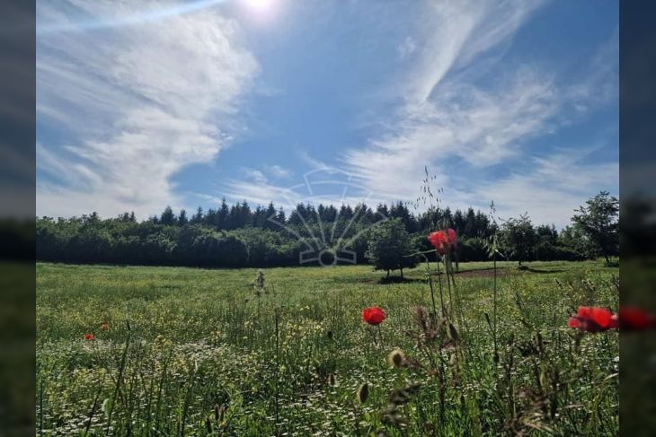 Poljoprivredno zemljište, Prodaja, Vižinada, Markovići Poljoprivredno zemljište, Prodaja, Vižinada, Markovići