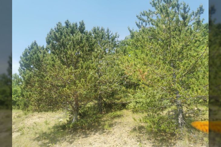 Poljoprivredno zemljište, Prodaja, Lupoglav, Lesišćina Poljoprivredno zemljište, Prodaja, Lupoglav, Lesišćina
