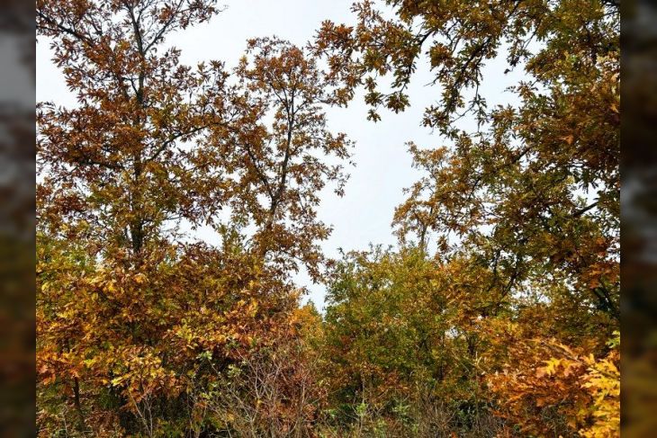 Poljoprivredno zemljište, Prodaja, Marčana, Krnica Poljoprivredno zemljište, Prodaja, Marčana, Krnica