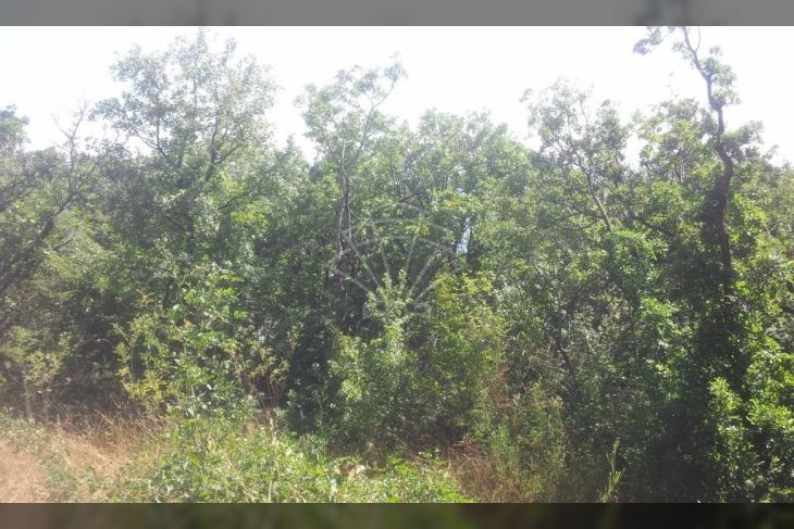 Poljoprivredno zemljište, Prodaja, Punat, Punat