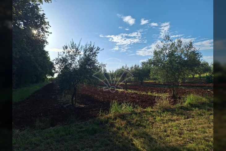 Poljoprivredno zemljište, Prodaja, Novigrad, Novigrad Poljoprivredno zemljište, Prodaja, Novigrad, Novigrad