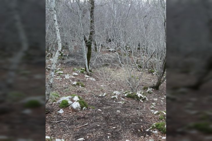 Šuma, Prodaja, Dobrinj, Gabonjin Šuma, Prodaja, Dobrinj, Gabonjin