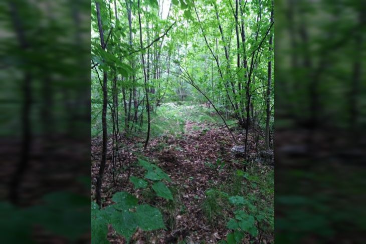 Poljoprivredno zemljište, Prodaja, Matulji, Rukavac Poljoprivredno zemljište, Prodaja, Matulji, Rukavac