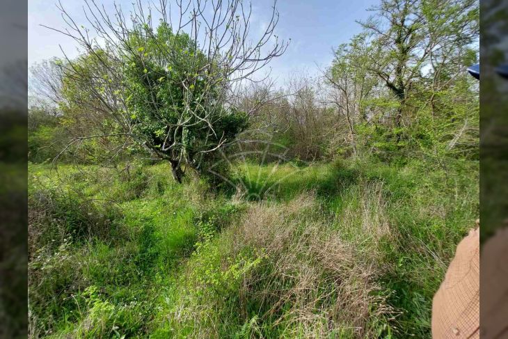 Poljoprivredno zemljište, Prodaja, Krk, Milohnići