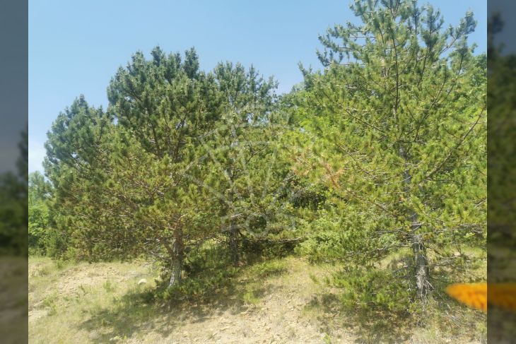 Poljoprivredno zemljište, Prodaja, Lupoglav, Lesišćina Poljoprivredno zemljište, Prodaja, Lupoglav, Lesišćina