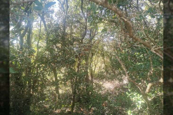 Poljoprivredno zemljište, Prodaja, Marčana, Marčana Poljoprivredno zemljište, Prodaja, Marčana, Marčana