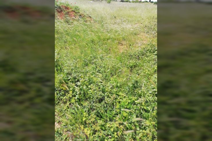 Građevinsko stambeno zemljište, Prodaja, Pula, Pula Građevinsko stambeno zemljište, Prodaja, Pula, Pula