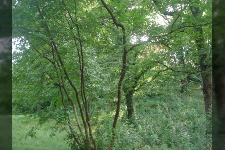 Građevinsko, Prodaja, Čavle, Čavle Građevinsko, Prodaja, Čavle, Čavle