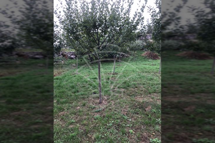 Građevinsko zemljište, Prodaja, Matulji, Bregi Građevinsko zemljište, Prodaja, Matulji, Bregi