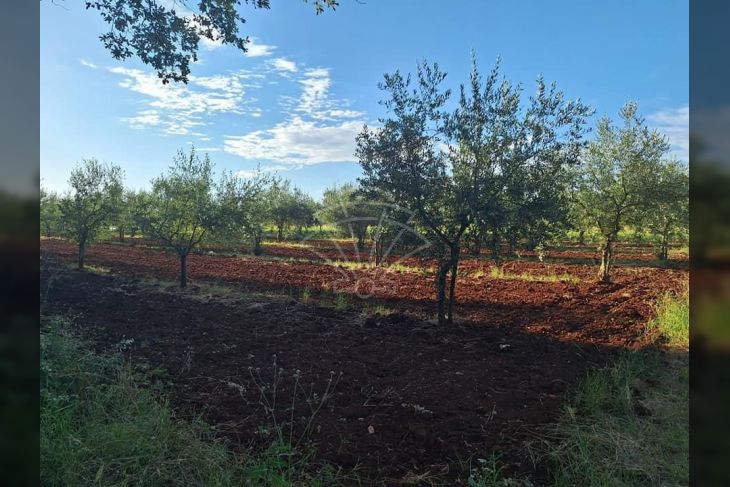 Poljoprivredno zemljište, Prodaja, Novigrad, Novigrad Poljoprivredno zemljište, Prodaja, Novigrad, Novigrad