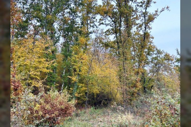 Poljoprivredno zemljište, Prodaja, Marčana, Krnica Poljoprivredno zemljište, Prodaja, Marčana, Krnica