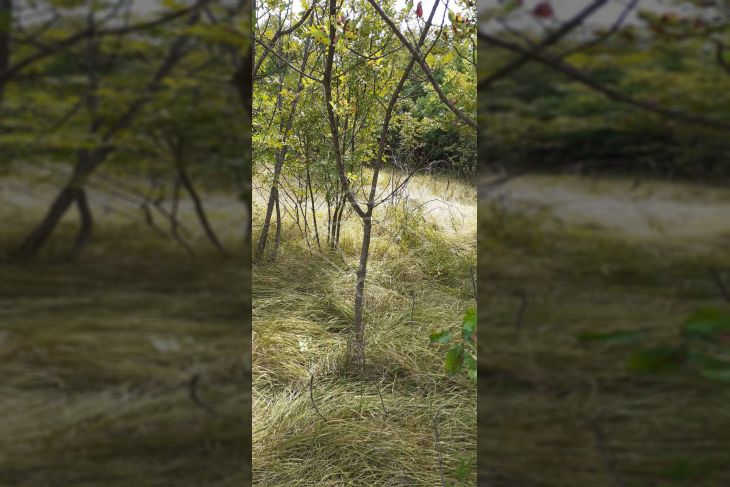 Građevinsko zemljište, Prodaja, Kostrena, Plešići