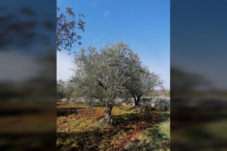 Poljoprivredno zemljište, Prodaja, Vodnjan, Vodnjan Poljoprivredno zemljište, Prodaja, Vodnjan, Vodnjan