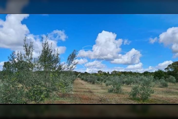 Poljoprivredno zemljište, Prodaja, Vodnjan, Vodnjan