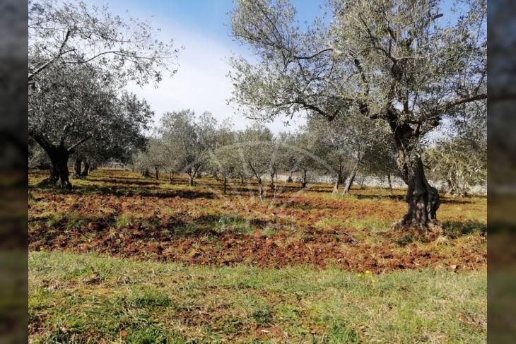 Poljoprivredno zemljište, Prodaja, Vodnjan, Vodnjan Poljoprivredno zemljište, Prodaja, Vodnjan, Vodnjan