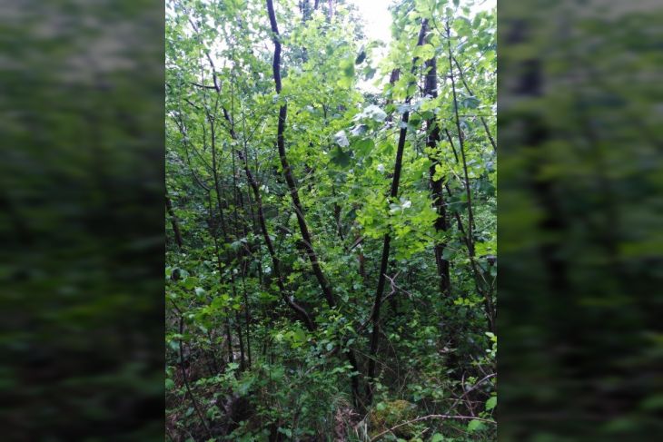 Poljoprivredno zemljište, Prodaja, Matulji, Rukavac Poljoprivredno zemljište, Prodaja, Matulji, Rukavac