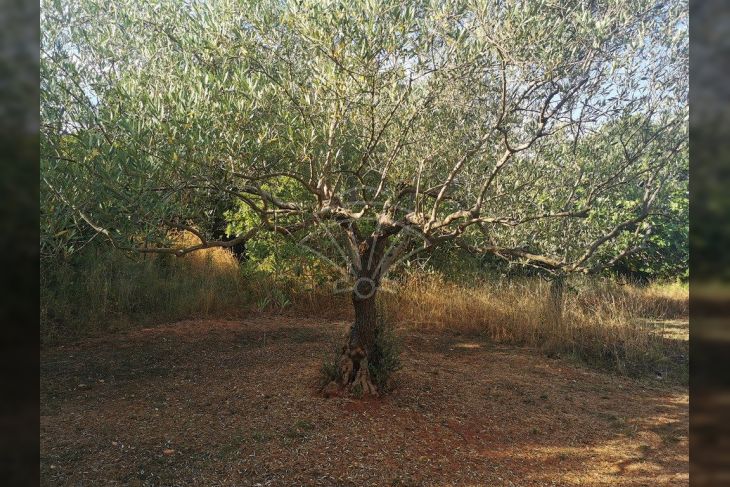 Poljoprivredno zemljište, Prodaja, Marčana, Peruški