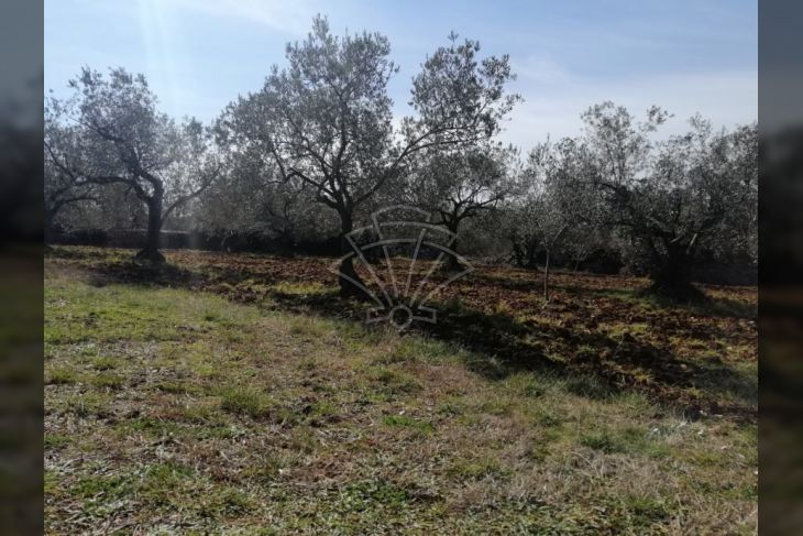 Poljoprivredno zemljište, Prodaja, Vodnjan, Vodnjan