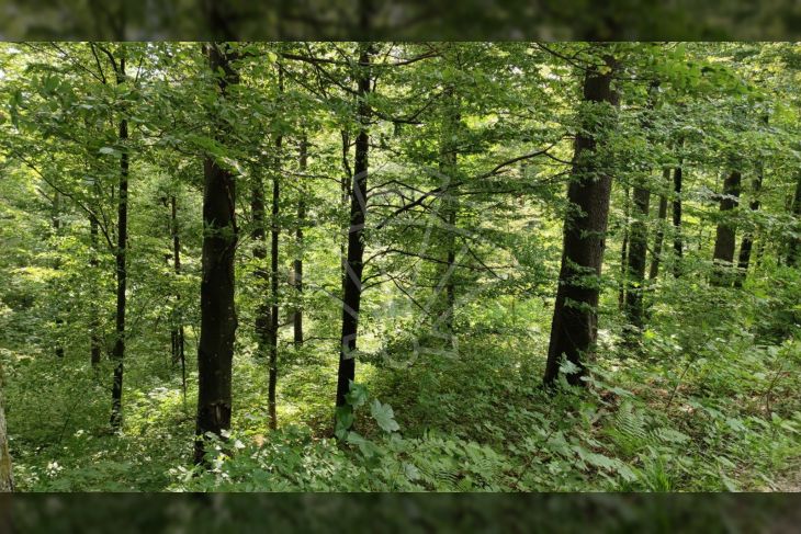 Poljoprivredno zemljište, Prodaja, Fužine, Fužine Poljoprivredno zemljište, Prodaja, Fužine, Fužine
