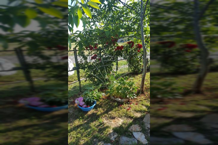 Poljoprivredno zemljište, Prodaja, Fažana, Fažana Poljoprivredno zemljište, Prodaja, Fažana, Fažana