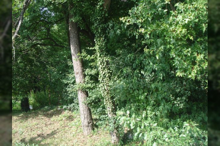 Građevinsko, Prodaja, Čavle, Čavle Građevinsko, Prodaja, Čavle, Čavle